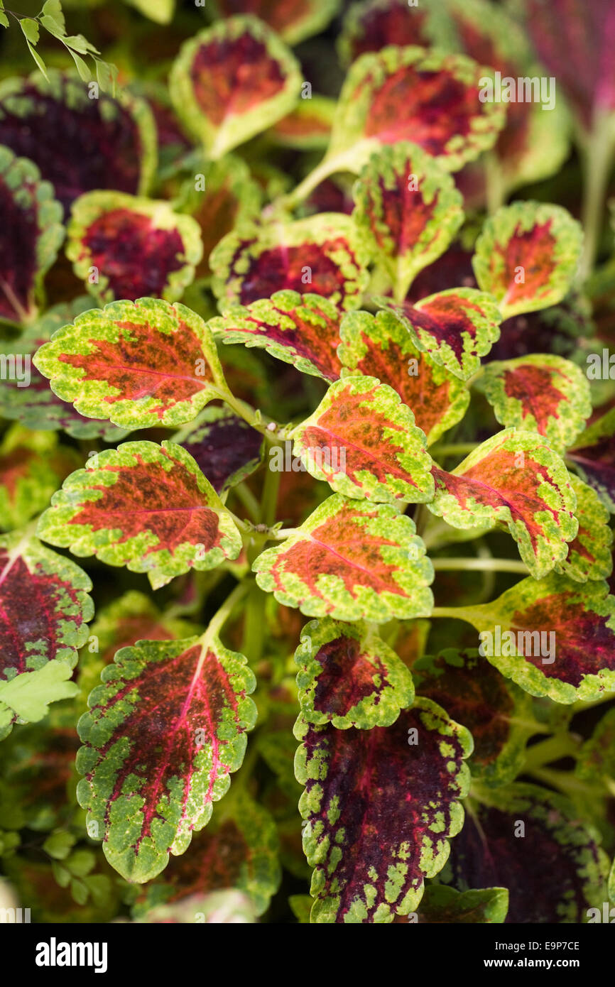 Solenostemon 'Nain rouge' Banque D'Images