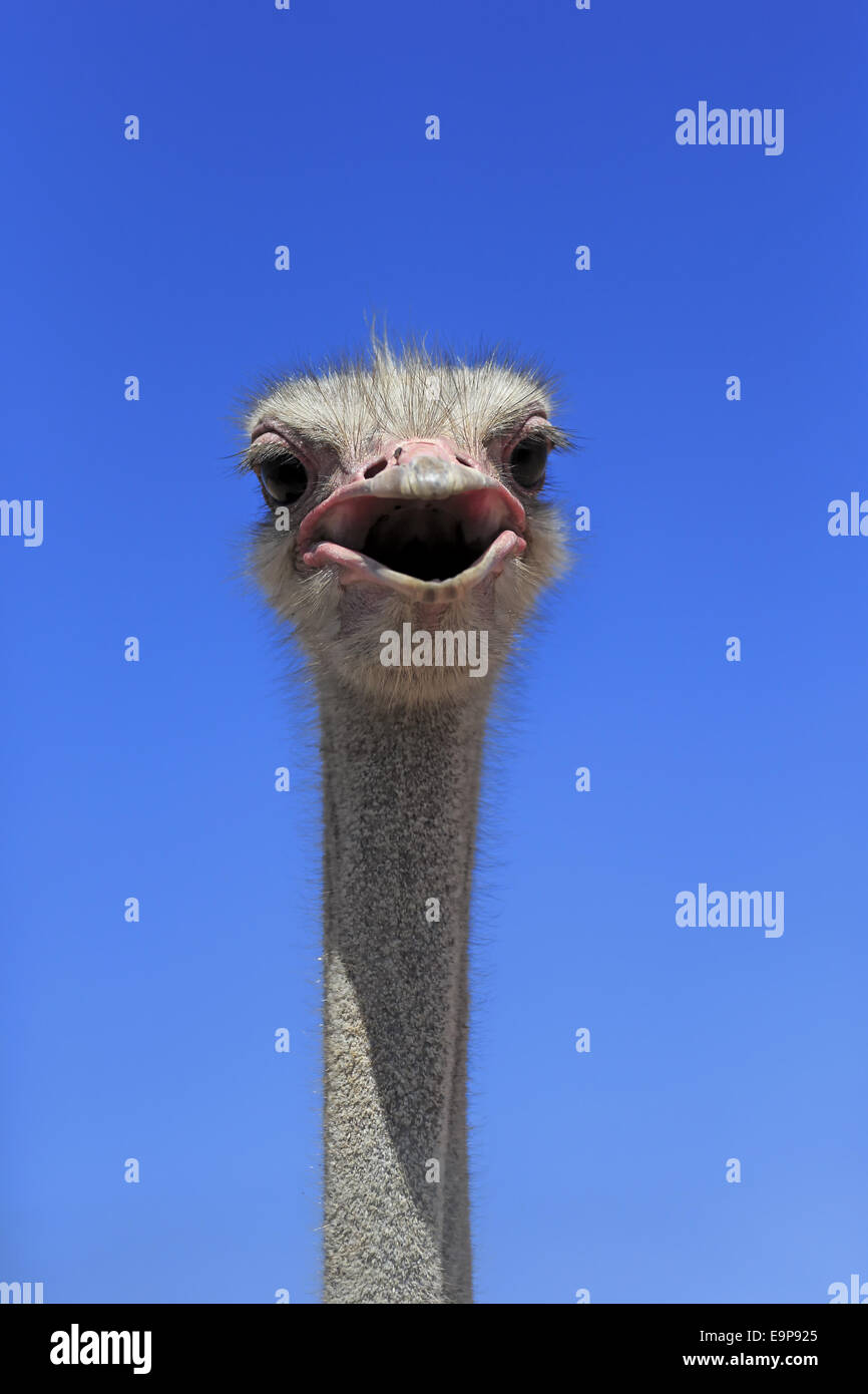 Autruche d'Afrique du Sud (Struthio camelus australis) mâle adulte, gros plan de la tête et du cou, avec bec ouvert, Petit Karoo, de l'Ouest Banque D'Images