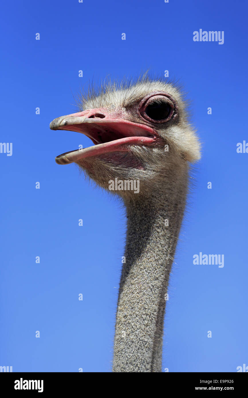 Autruche d'Afrique du Sud (Struthio camelus australis) mâle adulte, gros plan de la tête et du cou, avec bec ouvert, Petit Karoo, de l'Ouest Banque D'Images