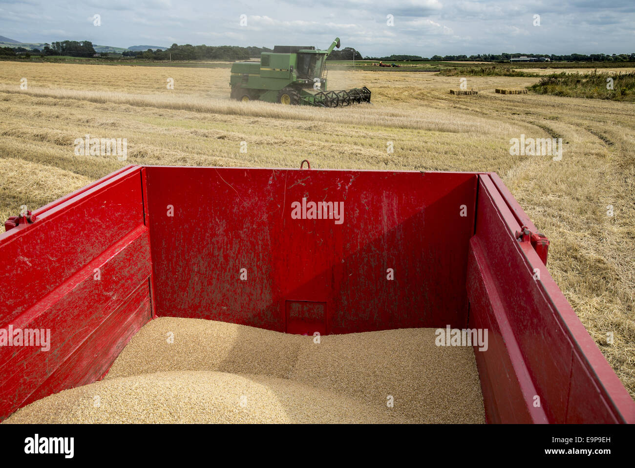 L'orge (Hordeum vulgare), la récolte des grains récoltés en remorque, moissonneuse-batteuse John Deere Harvester zone finition en arrière-plan, Pilling, Preston, Lancashire, Angleterre, Août Banque D'Images