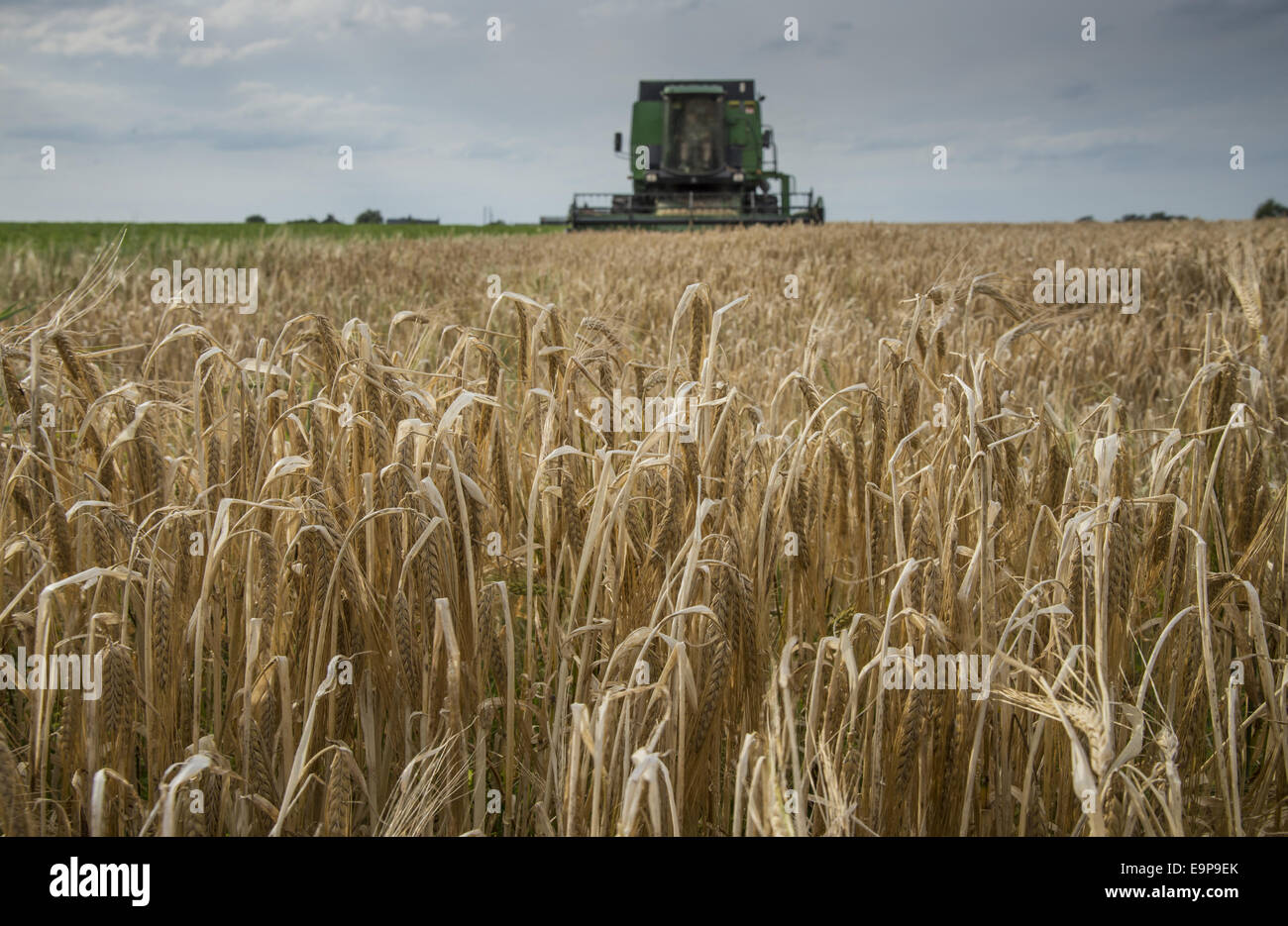 L'orge (Hordeum vulgare), des cultures au champ, mûres seedheads avec moissonneuse-batteuse John Deere Harvester la récolte en arrière-plan, Pilling, Preston, Lancashire, Angleterre, Août Banque D'Images