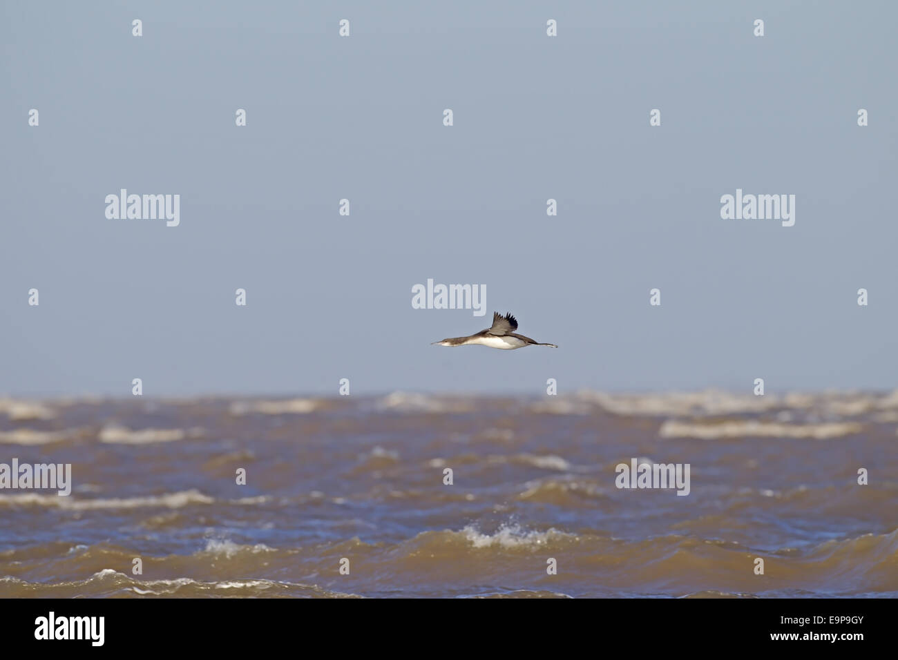 Black-throated Diver (Gavia arctica) immature, en vol au-dessus de la mer, Blakeney Point, Norfolk, Angleterre, Février Banque D'Images