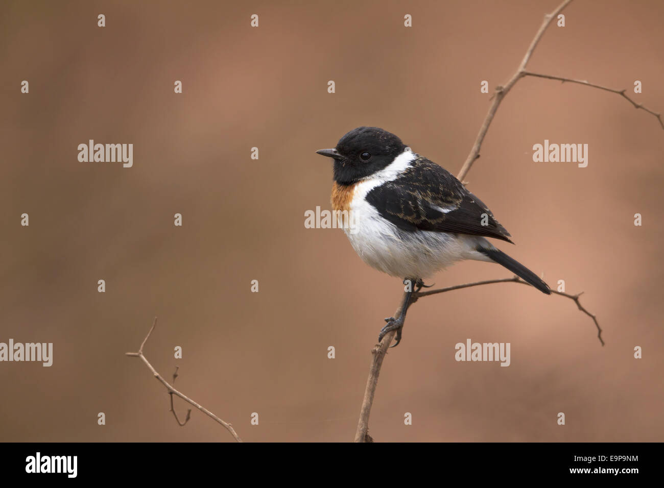 African Stonechat (Saxicola torquatus) mâle adulte, perché sur la tige, sur la caldeira, le cratère du Ngorongoro, en Tanzanie, Juillet Banque D'Images