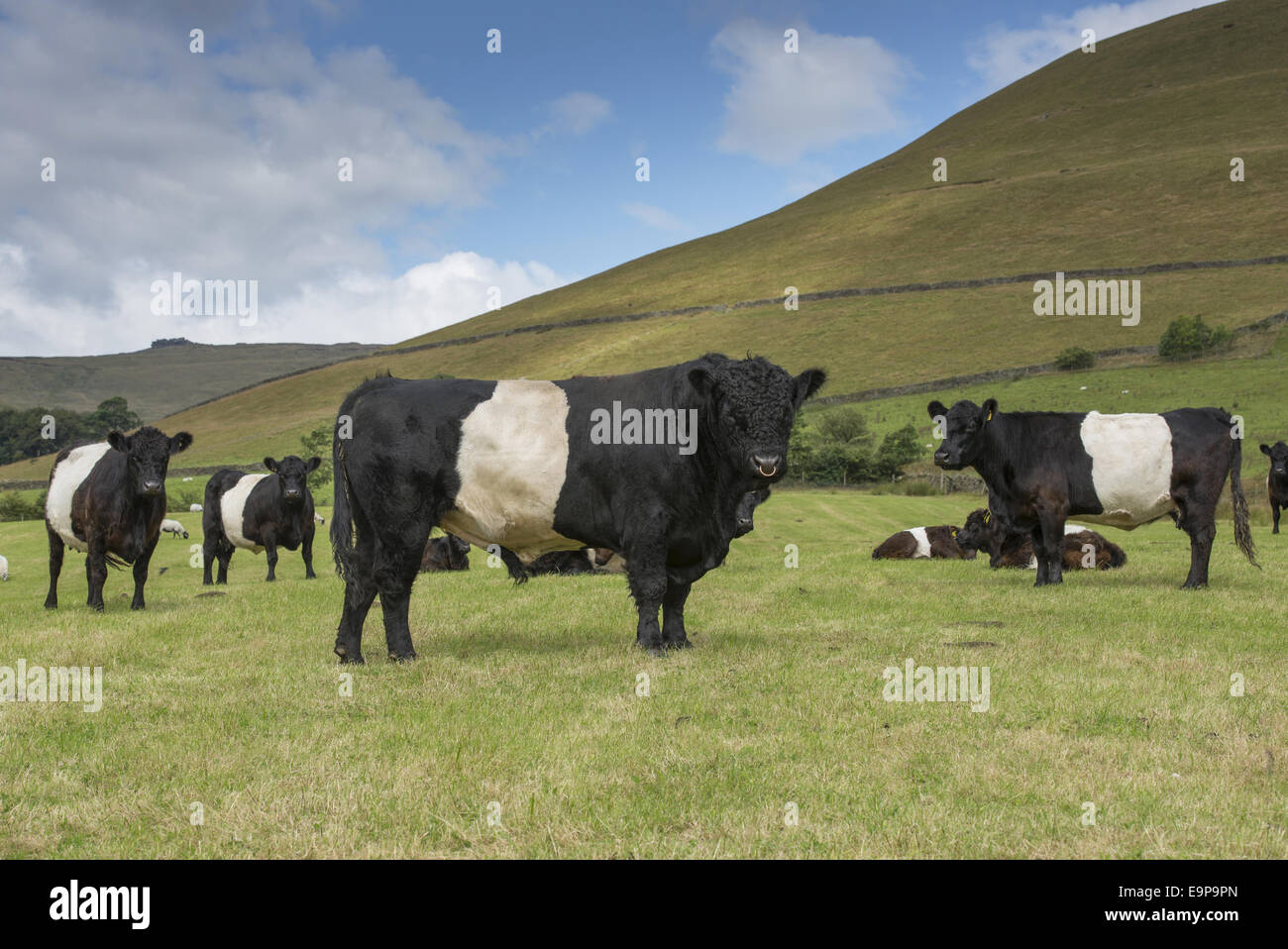 Les bovins domestiques, à ceinture, Bull et les vaches du troupeau, debout dans les pâturages, Edale, Peak District N.P., Derbyshire, Angleterre, Août Banque D'Images