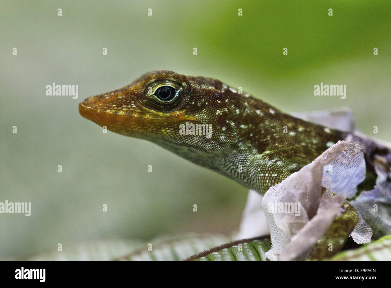 République dominicaine Anole (Anolis oculatus) adulte, close-up de tête, faire la peau, Dominique, Petites Antilles, juin Banque D'Images