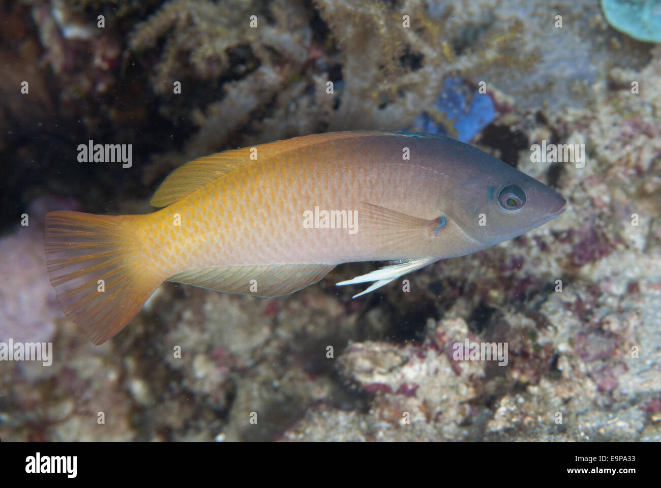 Twotone Napoléon (Halichoeres prosopeion Uhak) adulte, corail, l'île de Wetar, Barat Daya Îles, Îles de la sonde Lesser, la Province des Moluques, Indonésie, octobre Banque D'Images