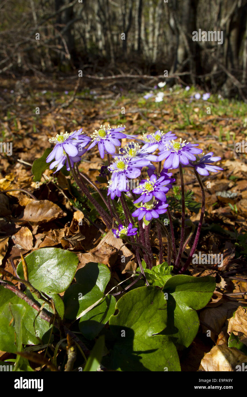 Kidneywort (anemone hepatica) floraison, poussant dans les forêts peu après la fonte des neiges, l'Ariège Pyrénées, Midi-Pyrénées, France, mai Banque D'Images