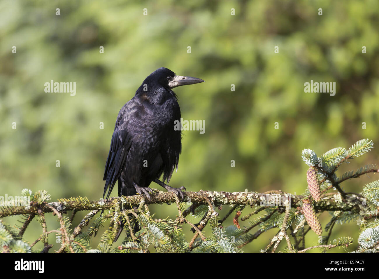 Corbeau freux (corvus frugilegus) adulte, perché sur une branche de conifère arbre, près de Portree, Isle of Skye, Hébrides intérieures, Ecosse, juillet Banque D'Images