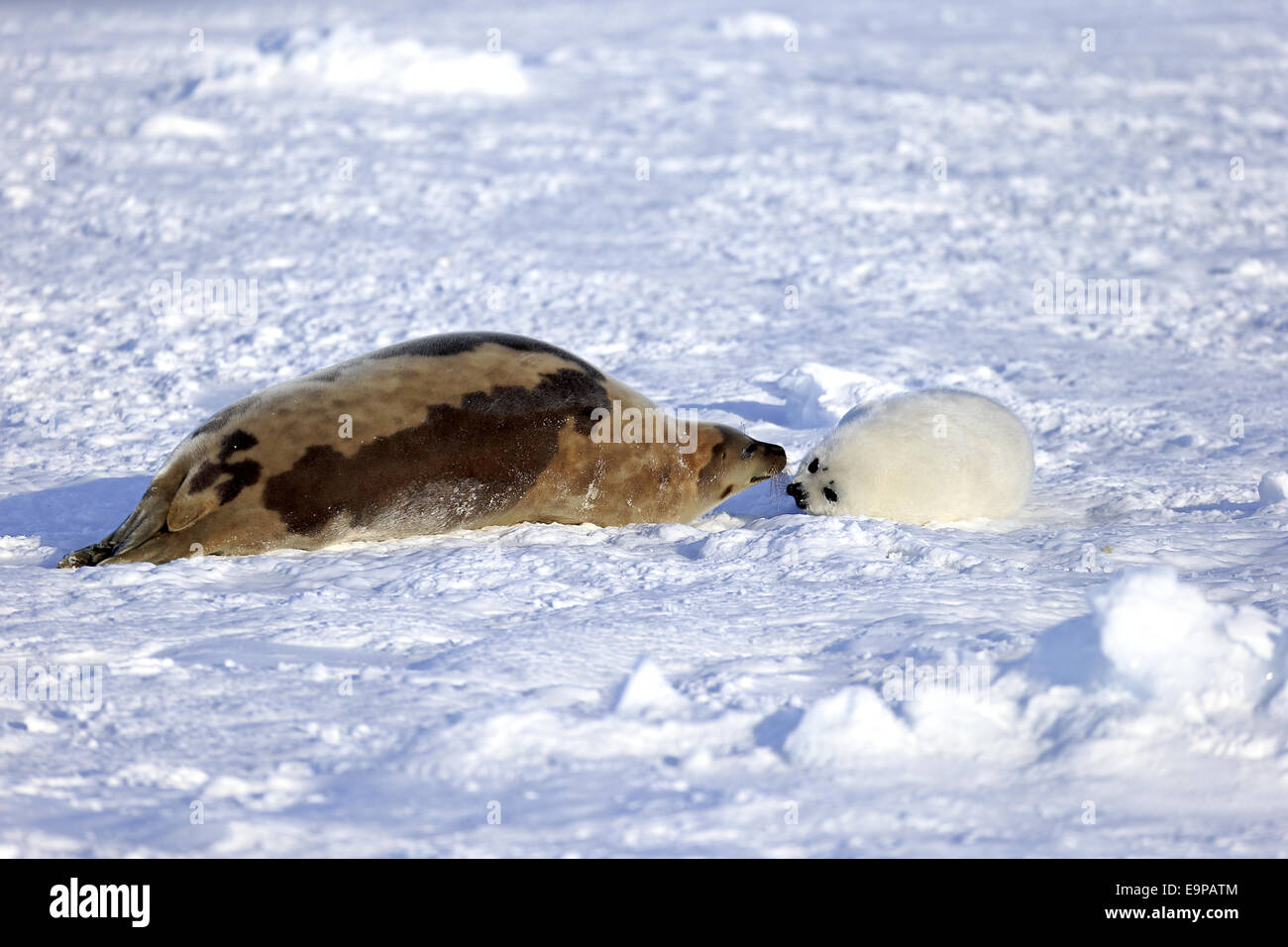 Le phoque du Groenland (Pagophilus groenlandicus) femelle adulte avec pup, reposant sur des banquises, îles de la Madeleine, golfe du Saint-Laurent, Québec, Canada, Mars Banque D'Images