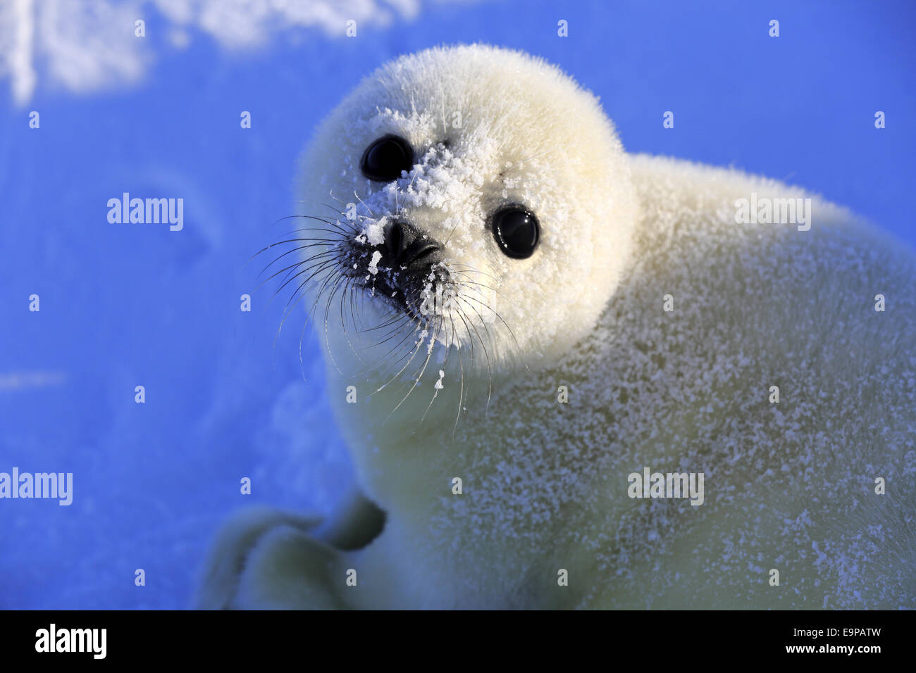 Le phoque du Groenland (Pagophilus groenlandicus) pup, close-up de tête, reposant sur des banquises, îles de la Madeleine, golfe du Saint-Laurent, Québec, Canada, Mars Banque D'Images