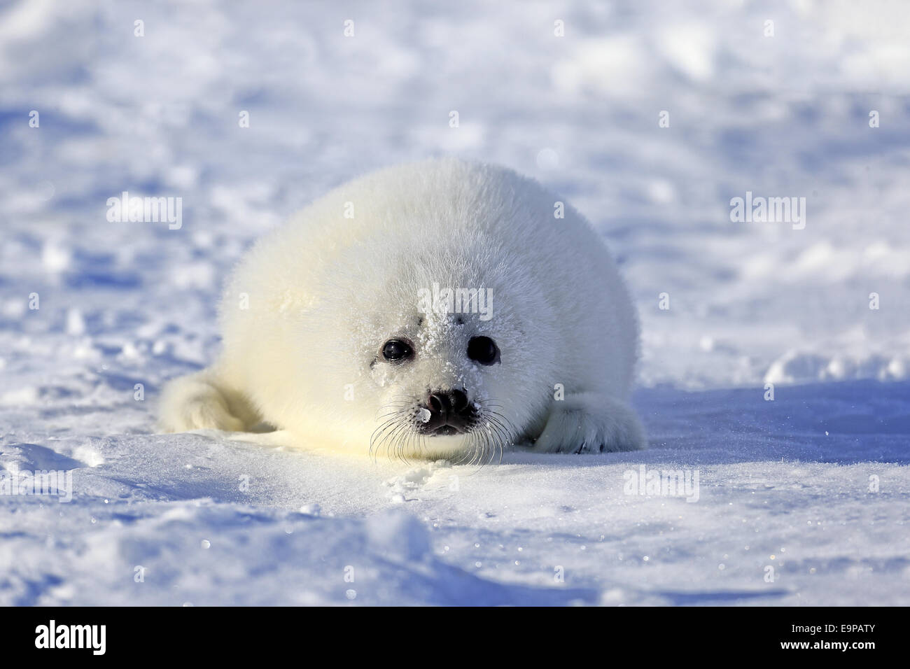 Le phoque du Groenland (Pagophilus groenlandicus), reposant sur des petits blocs de glace, îles de la Madeleine, golfe du Saint-Laurent, Québec, Canada, Mars Banque D'Images