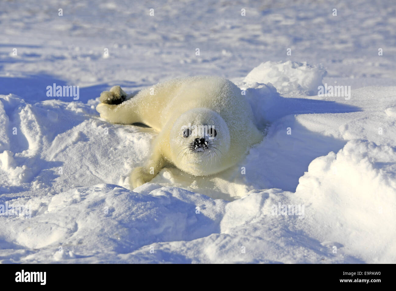 Le phoque du Groenland (Pagophilus groenlandicus), reposant sur des petits blocs de glace, îles de la Madeleine, golfe du Saint-Laurent, Québec, Canada, Mars Banque D'Images