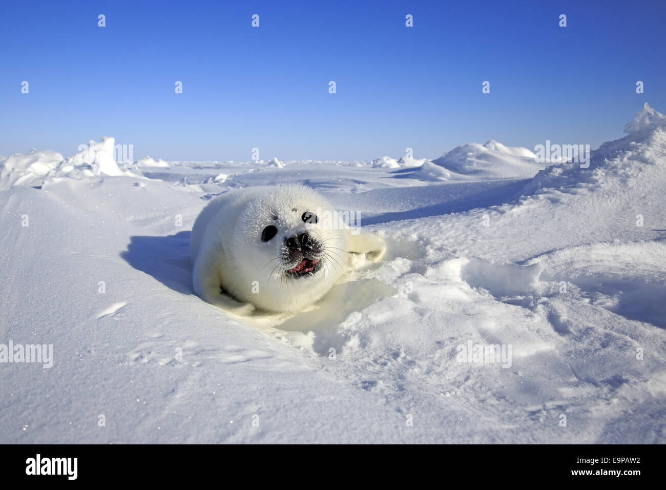 Le phoque du Groenland (Pagophilus groenlandicus), faisant appel à de petits blocs de glace, îles de la Madeleine, golfe du Saint-Laurent, Québec, Canada, Mars Banque D'Images