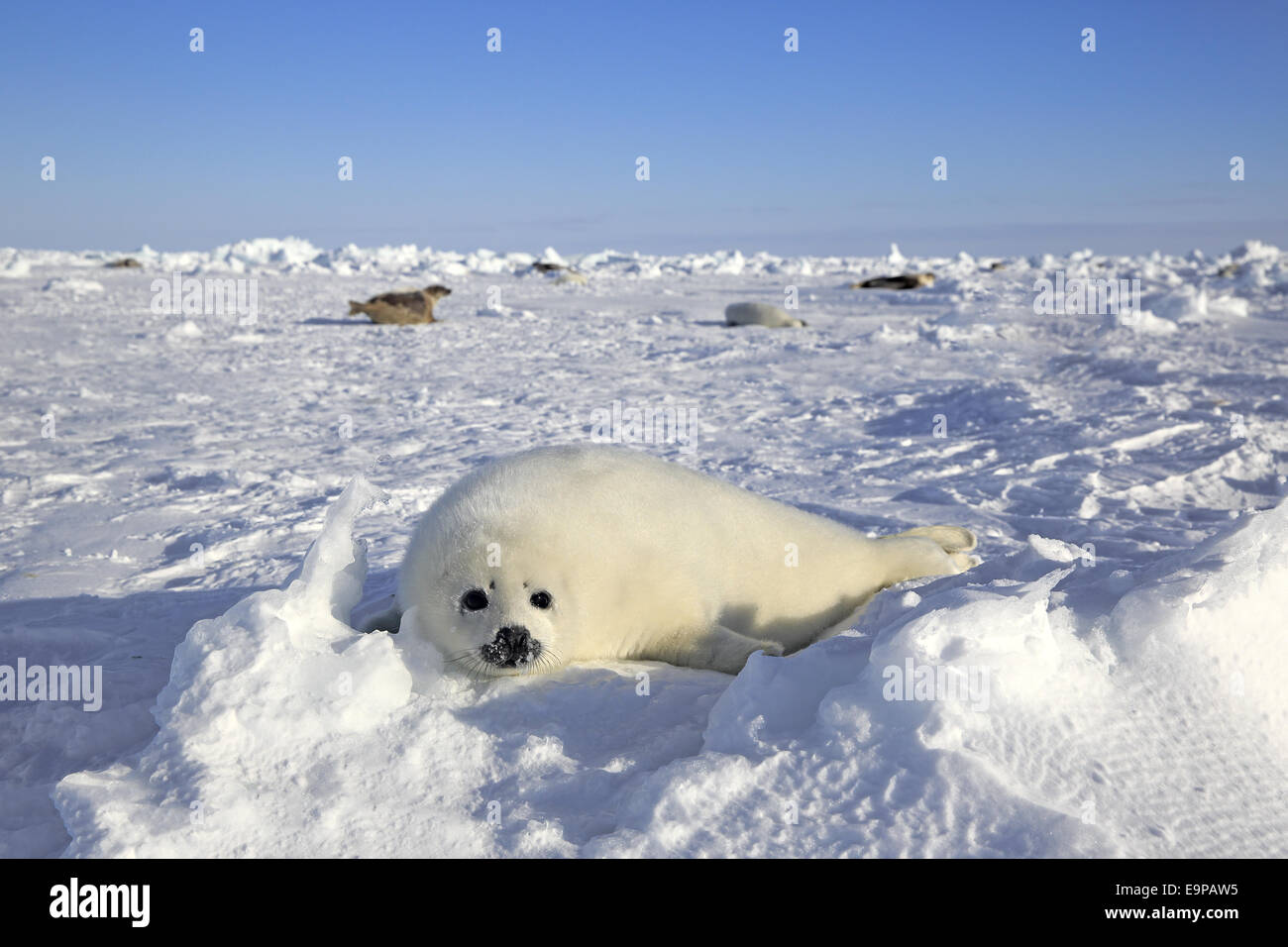 Le phoque du Groenland (Pagophilus groenlandicus), reposant sur des petits blocs de glace, îles de la Madeleine, golfe du Saint-Laurent, Québec, Canada, Mars Banque D'Images