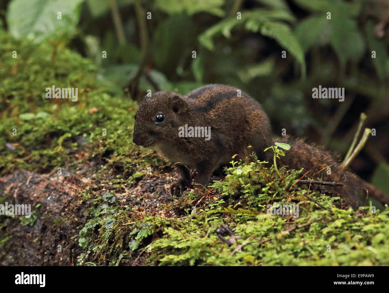 Trois-sol rayé (Pachycephala insignis) adulte, debout sur journal moussue, Kerinci Seblat N.P., Sumatra, plus de petites îles, l'Indonésie, juin Banque D'Images