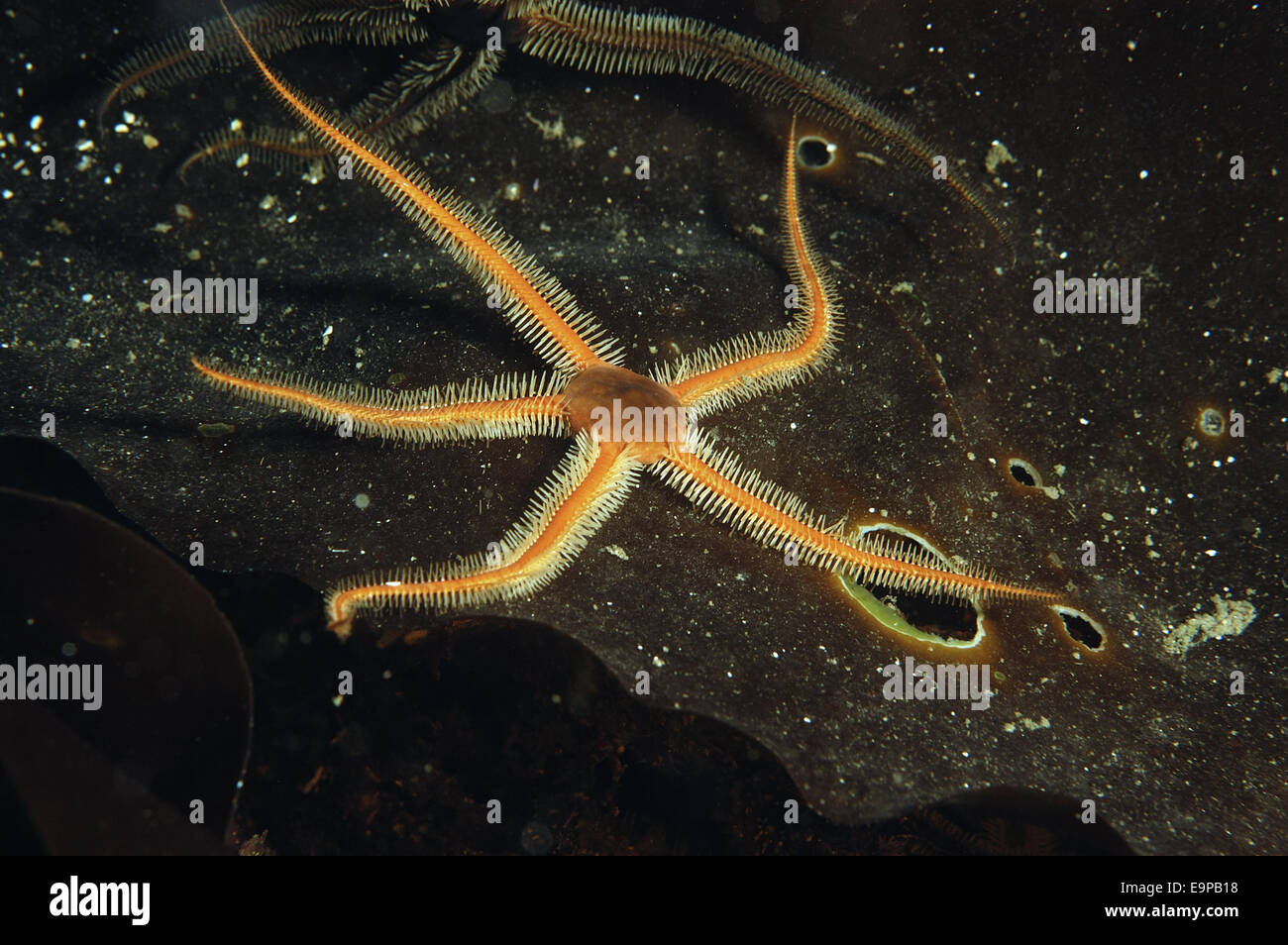 Brittlestar Ophiocomina nigra (noir), adultes sur maërl lit dans la mer, le loch Loch Carron, Ross et Cromarty, Highlands, Écosse, juin Banque D'Images