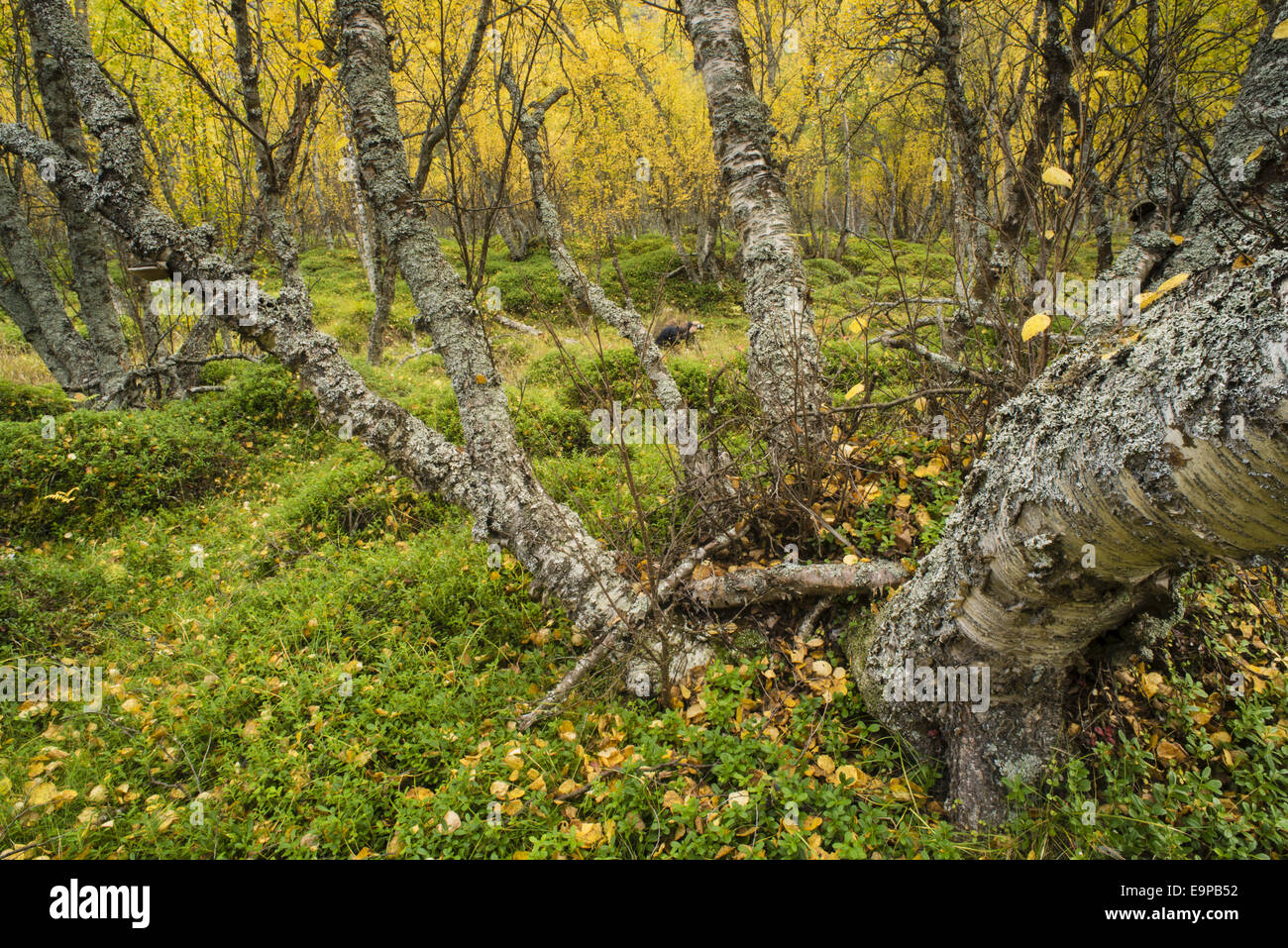 Le bouleau verruqueux (Betula pendula) habitat de forêt ancienne, avec des feuilles en automne, couleur, Skibotn Laponie, Norvège du Nord, septembre Banque D'Images