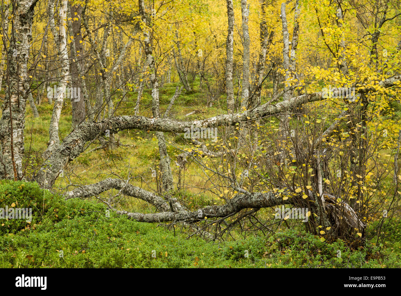 Le bouleau verruqueux (Betula pendula) habitat de forêt ancienne, avec des feuilles en automne, couleur, Skibotn Laponie, Norvège du Nord, septembre Banque D'Images