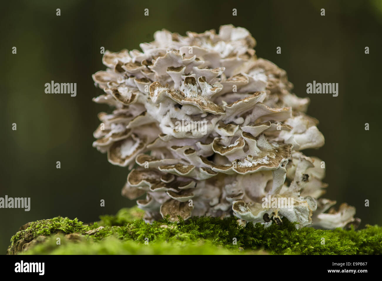 Poule des bois (Grifola frondosa) organes de fructification, clump growing on tree stump, Kent, Angleterre, octobre Banque D'Images
