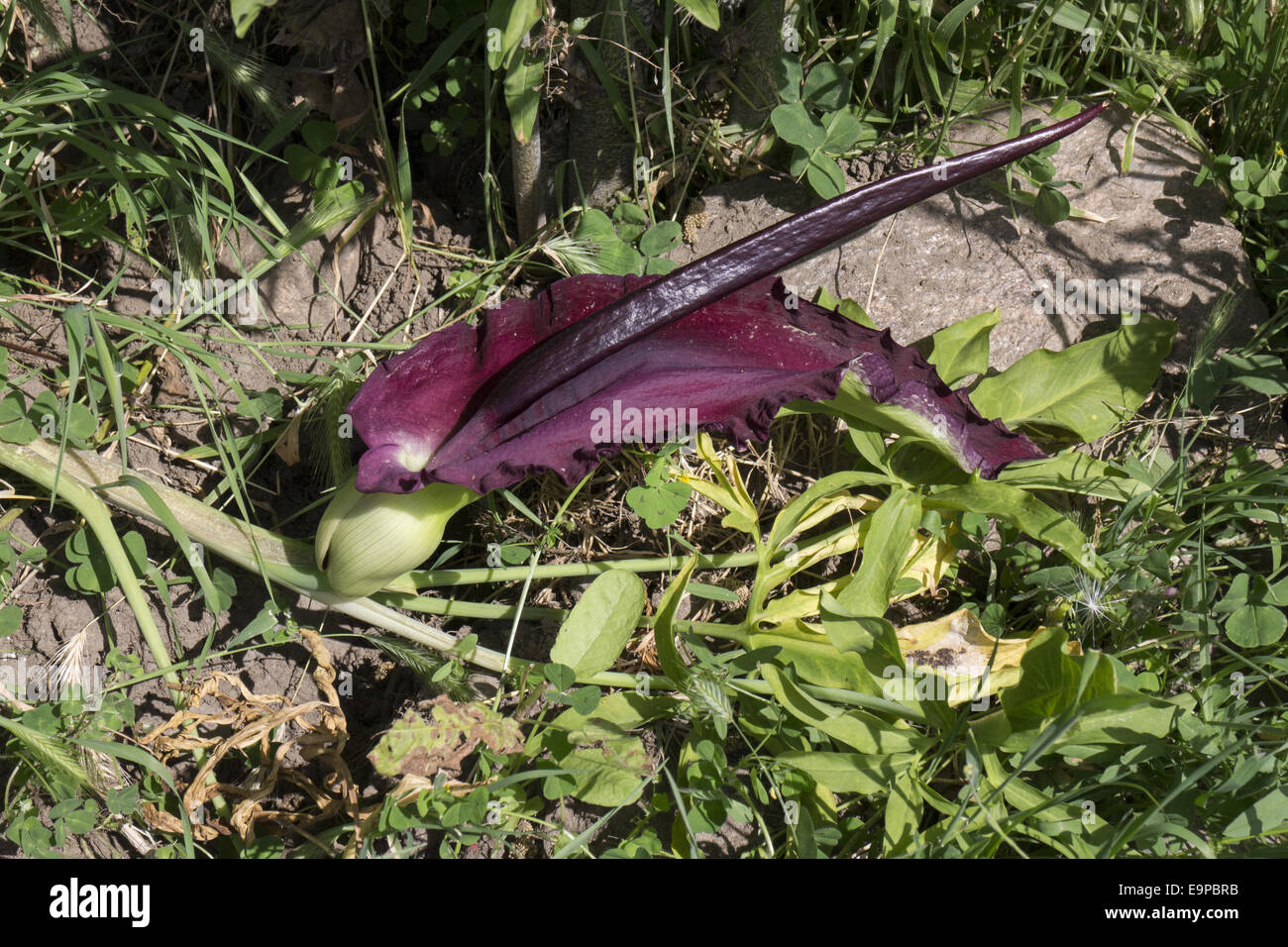 Fleur Arum Dragon commun - Bulgarie Banque D'Images