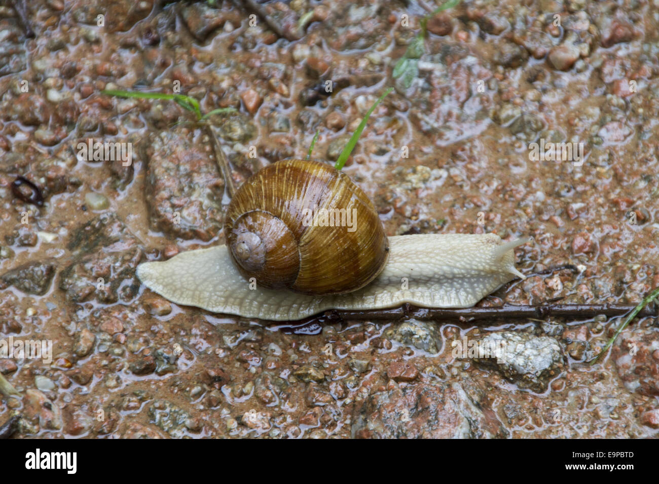 Romain ou comestibles, de l'Escargot Helix pomatia est une espèce de grand'ou escargots, oiseau de la famille Helicidae. Courants en Europe - Bulgarie. Banque D'Images