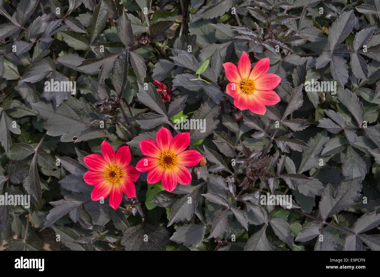 Dahlia 'heureux seul Flame' Banque D'Images