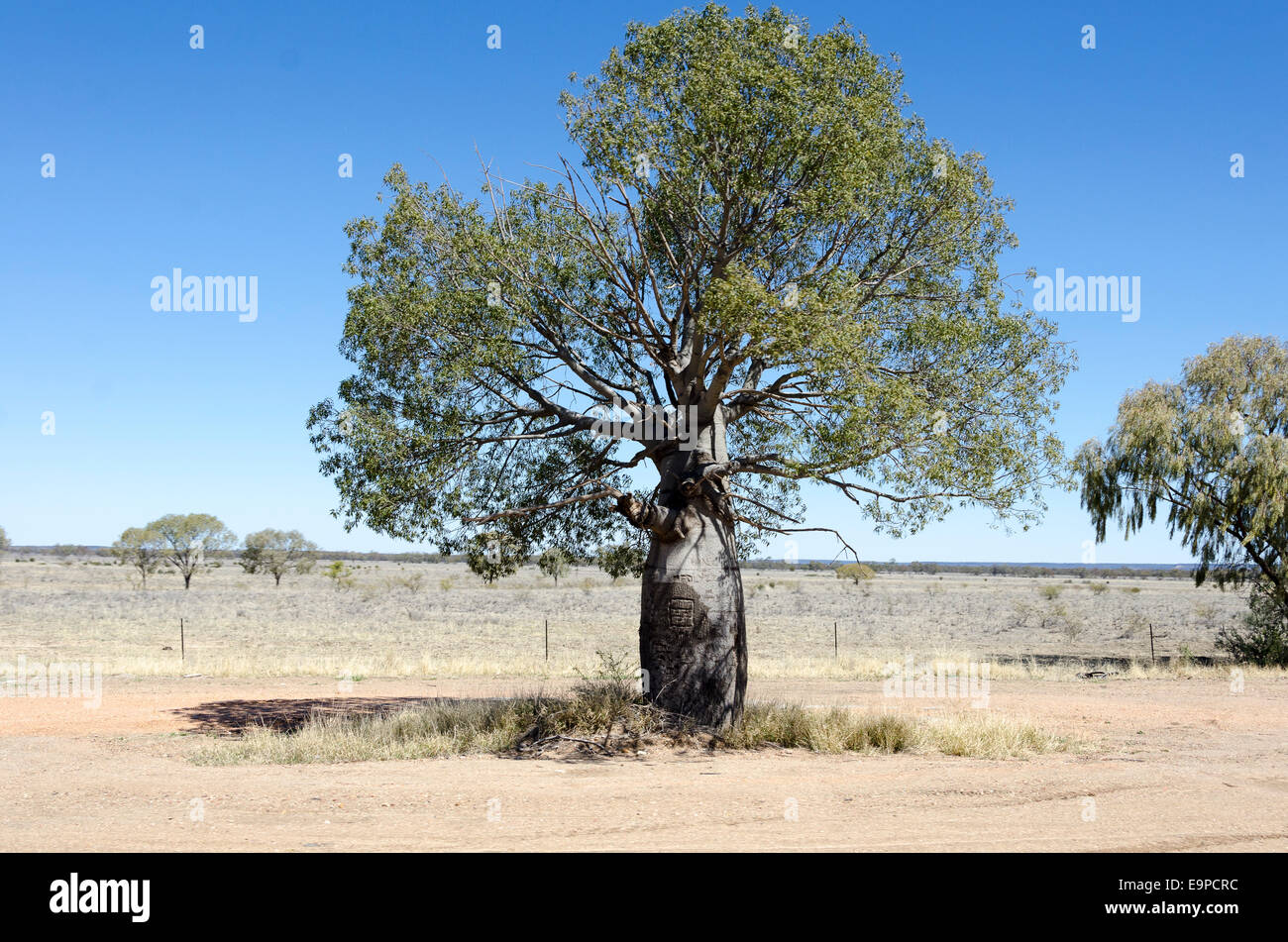 Baobab, près de Longreach, Queensland, Australie Banque D'Images