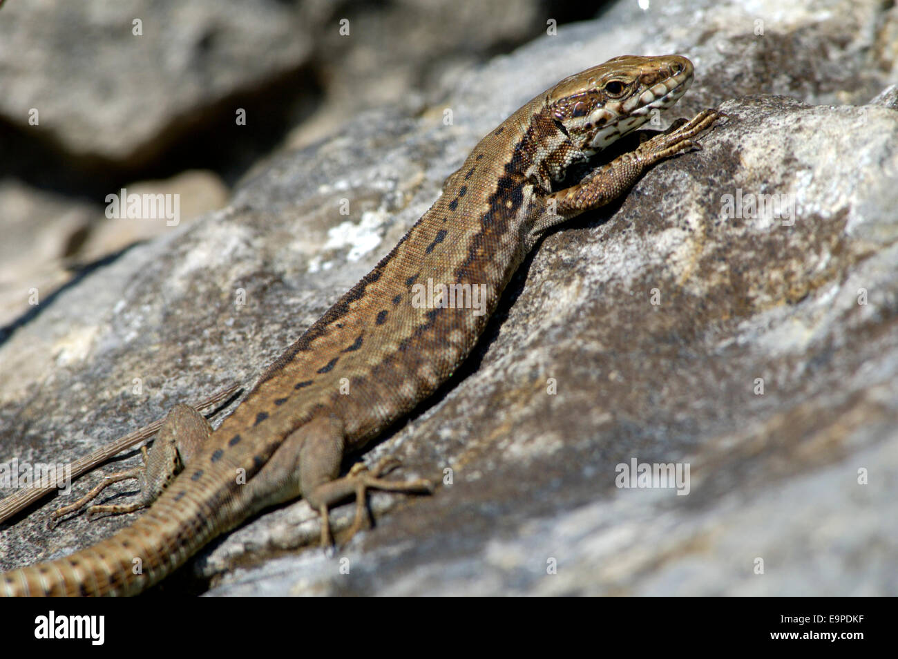 Lézard des murailles Podarcis muralis - Banque D'Images