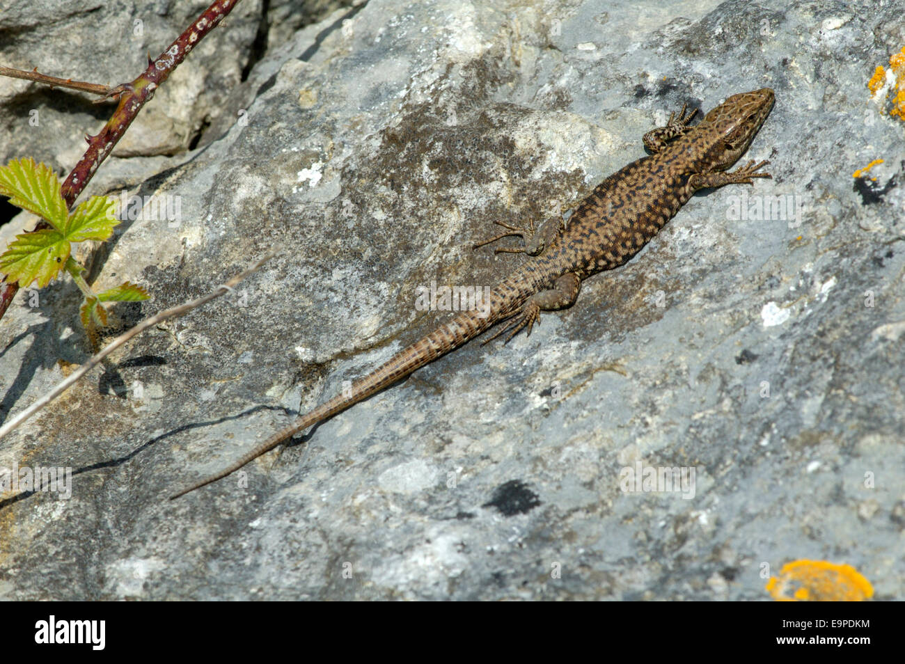 Lézard des murailles Podarcis muralis - Banque D'Images