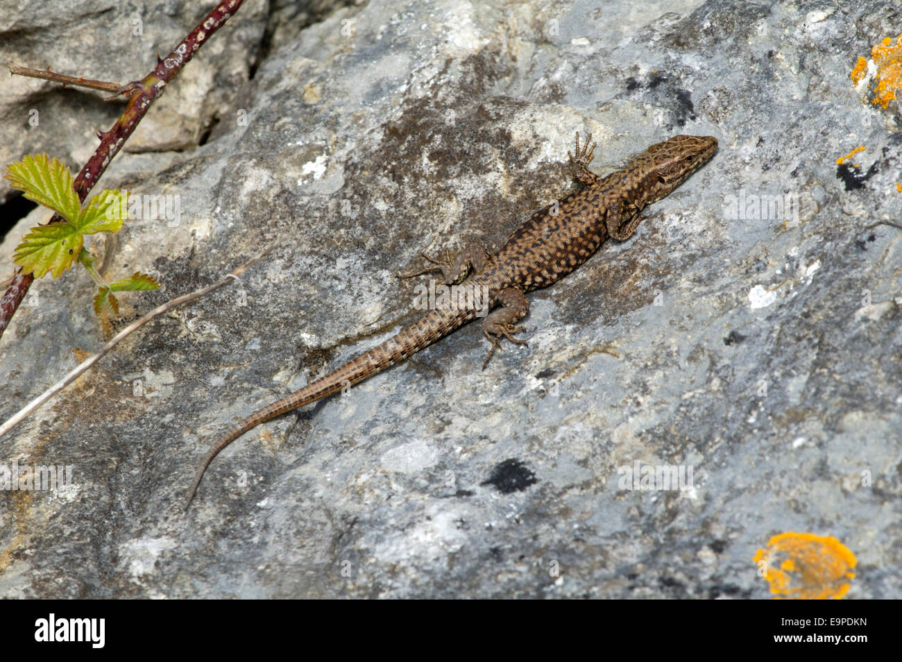 Lézard des murailles Podarcis muralis - Banque D'Images
