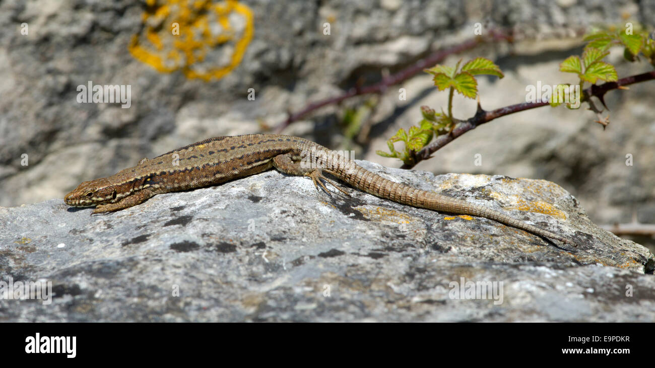 Lézard des murailles Podarcis muralis - Banque D'Images