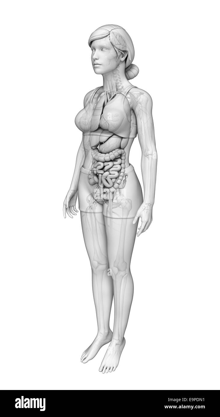 Anatomie du système digestif Banque D'Images