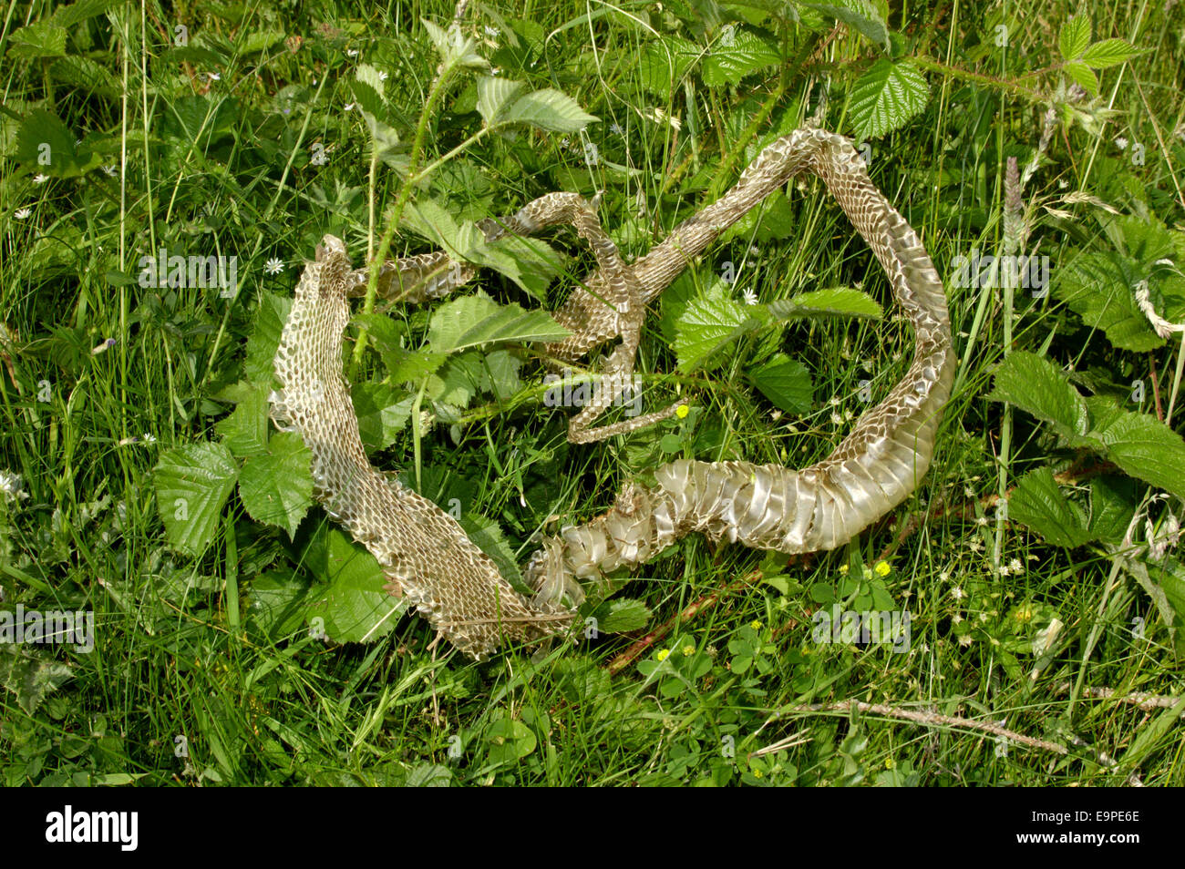 Couleuvre à collier - Natrix natrix de peau Banque D'Images