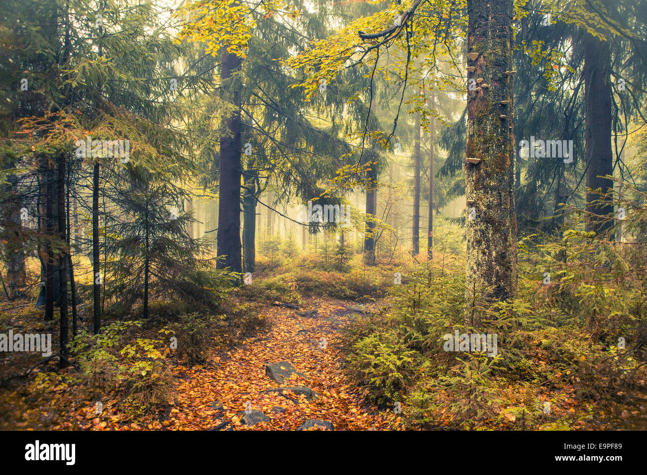 Forêt d'automne, Haute-Franconie, Bavière, Allemagne Banque D'Images