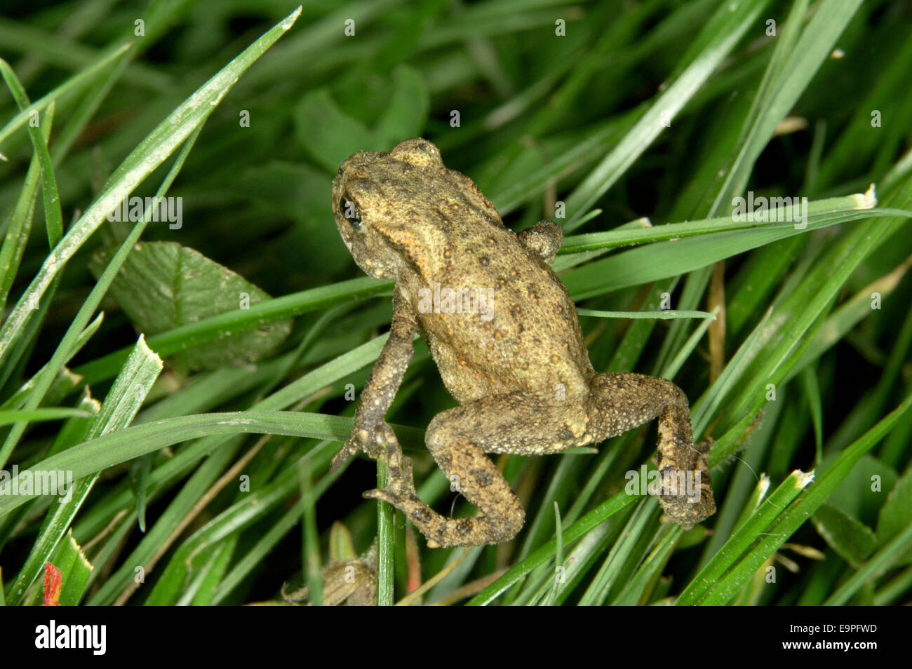 Crapaud commun - Bufo bufo Banque D'Images