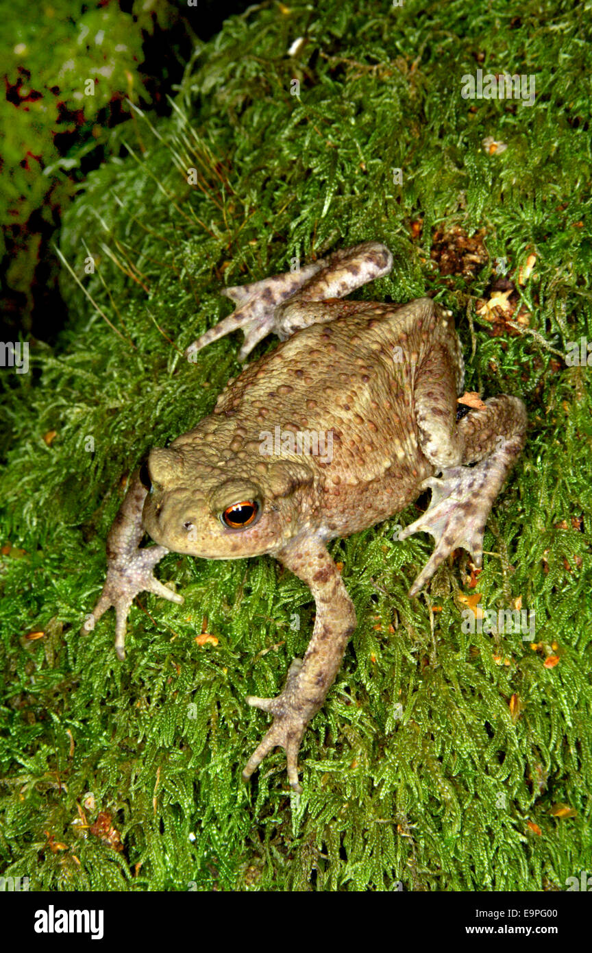 Crapaud commun - Bufo bufo Banque D'Images