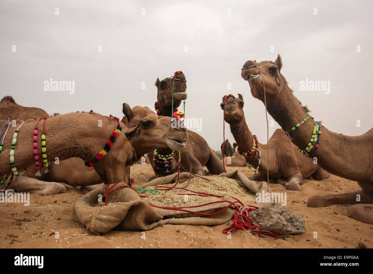 Le Rajasthan. 31 octobre, 2014. Photo prise le 31 octobre 2014 montre à la foire de chameau chameau à Pushkar du Rajasthan, en Inde. Des milliers de commerçants de bétail venu à la traditionnelle foire annuelle de chameau où le bétail, principalement des chameaux, sont échangées. Ce salon est l'une des plus grandes foires de chameau. Credit : Zheng Huansong/Xinhua/Alamy Live News Banque D'Images