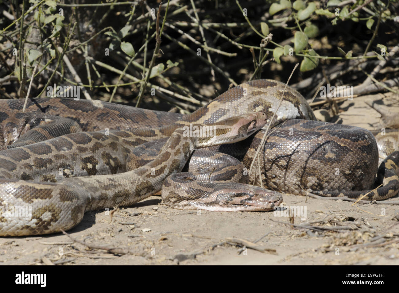 Python - Python molurus indien Banque D'Images