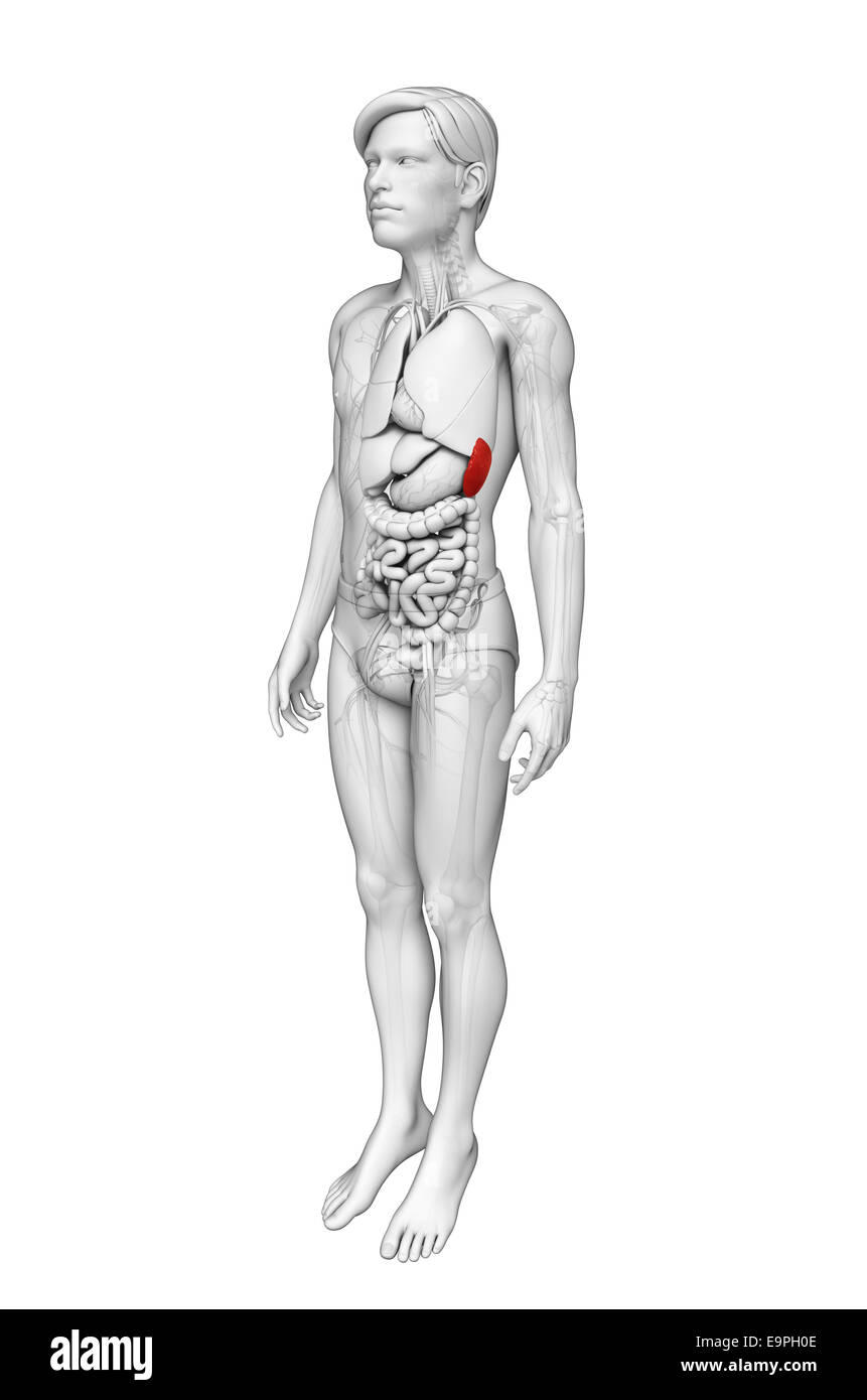 Illustration de l'homme anatomie de la rate Banque D'Images