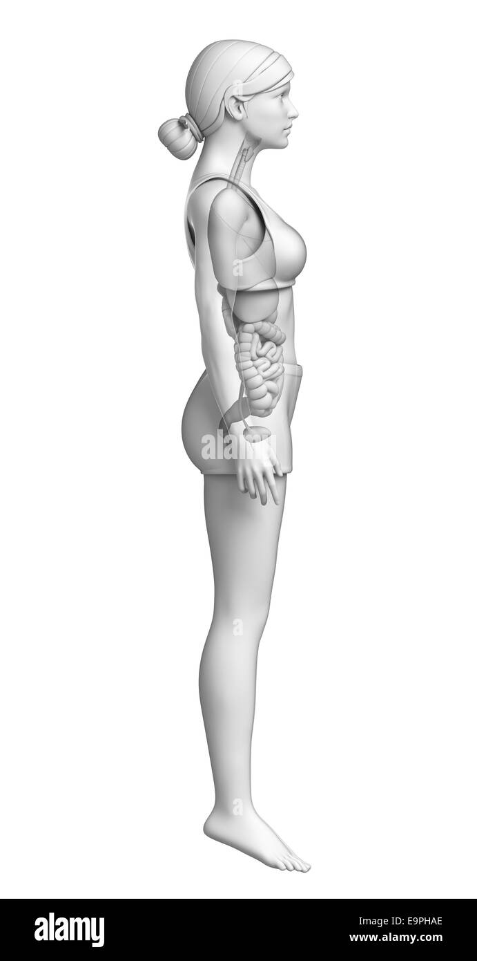 Anatomie du système digestif Banque D'Images