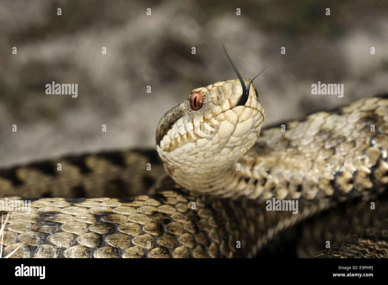 Adder - Vipera berus Banque D'Images