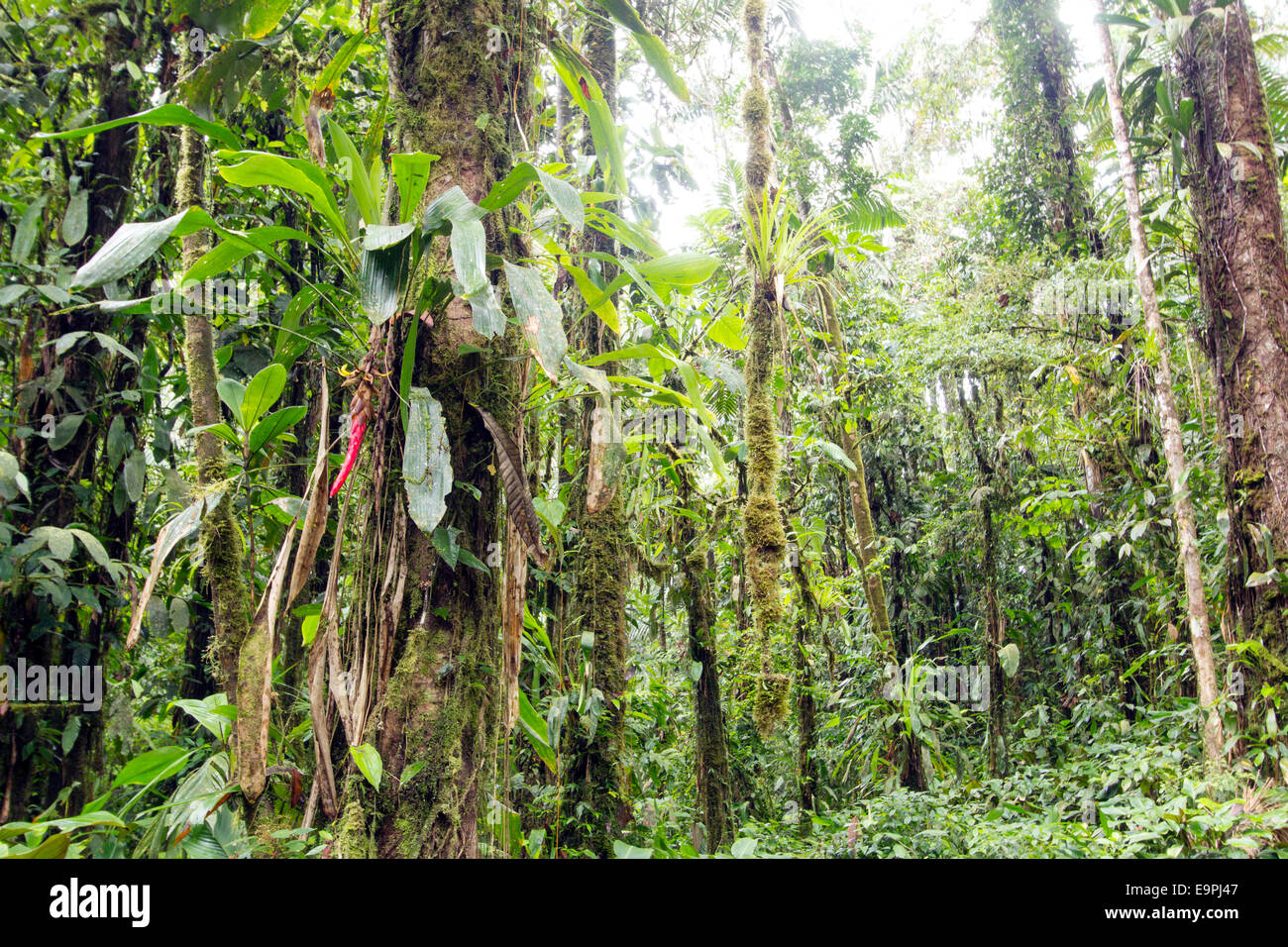 Amazon jungle flower Banque de photographies et d'images à haute résolution  - Alamy