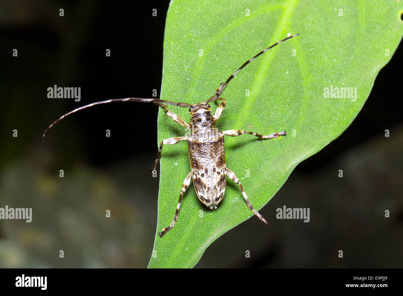 Longhorn beetle (Cerambycidae) dans le sous-étage de la forêt tropicale, l'Équateur Banque D'Images