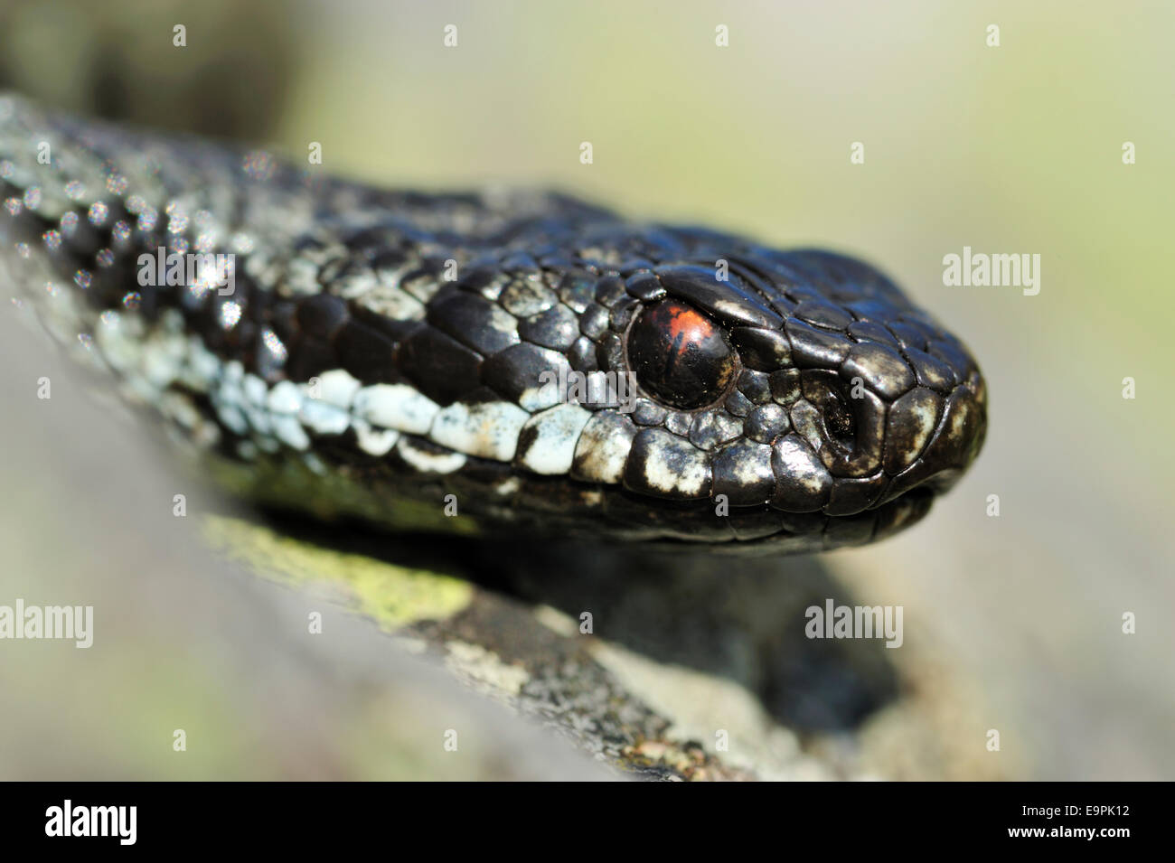 Adder - Vipera berus Banque D'Images