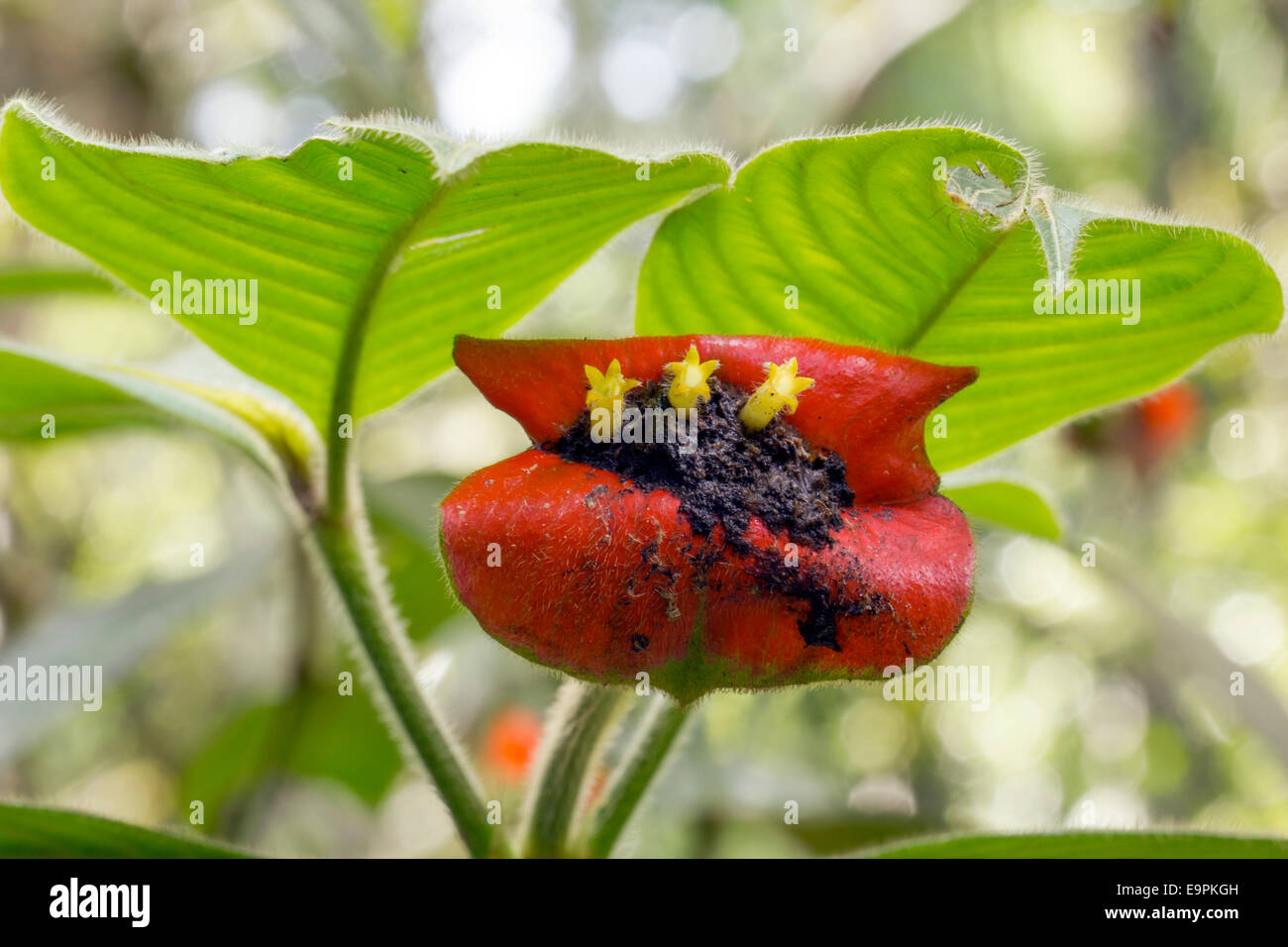 Hot Lips (Psychotria poeppigiana) un arbuste de sous-bois de la forêt tropicale en Amazonie équatorienne. Banque D'Images