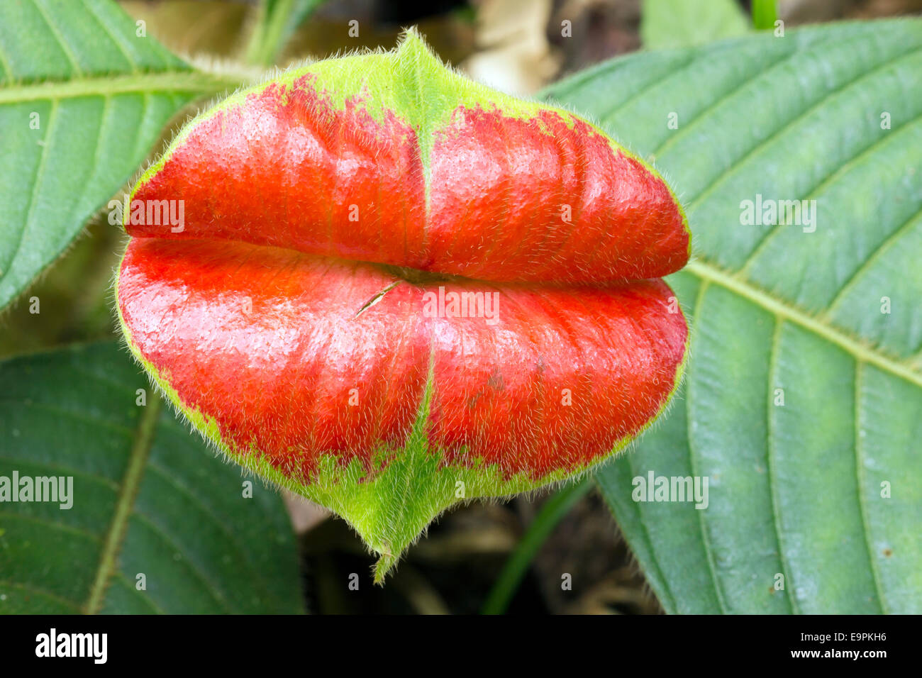 Hot Lips (Psychotria poeppigiana) un arbuste de sous-bois de la forêt tropicale en Amazonie équatorienne. Banque D'Images