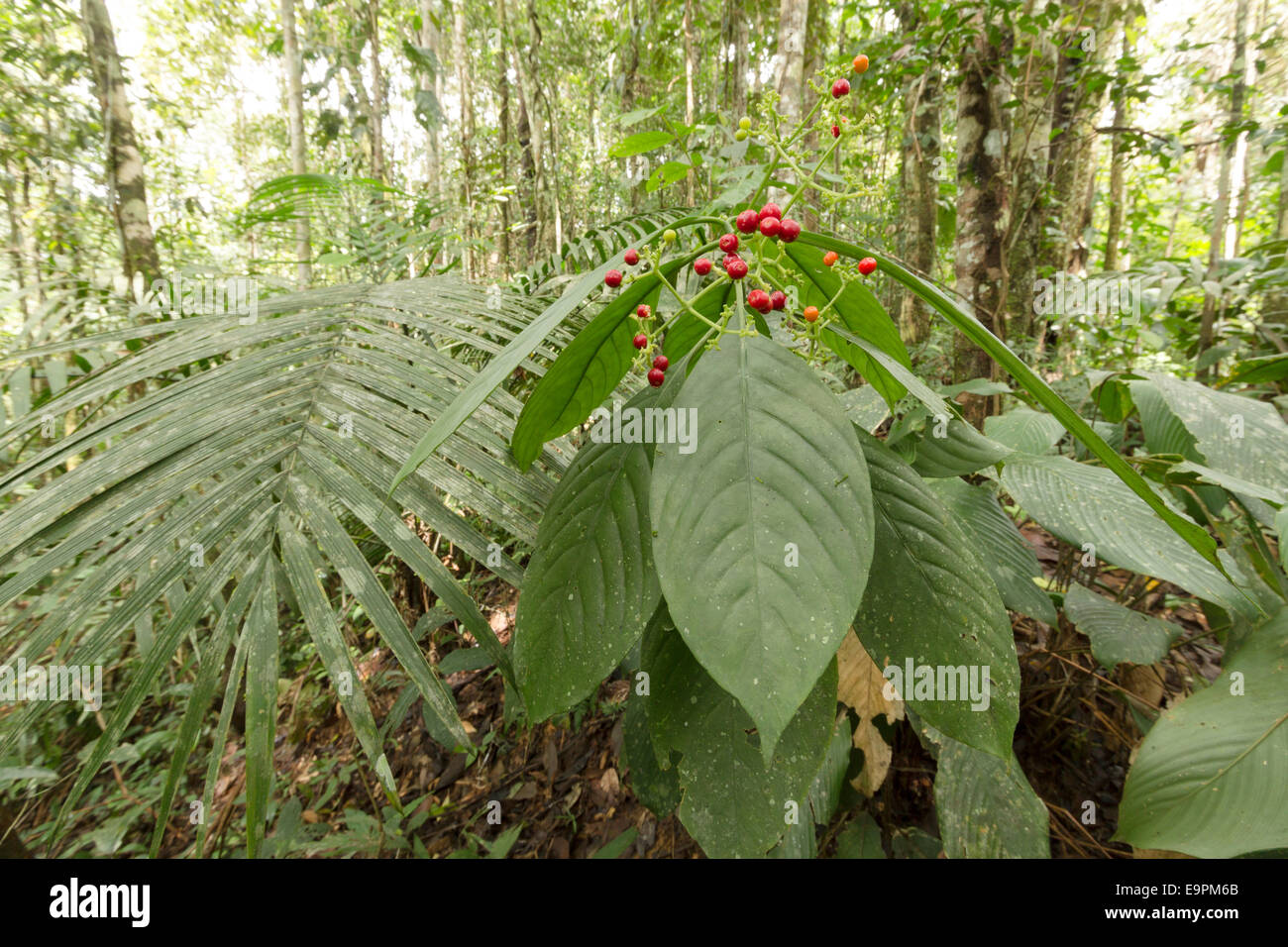 Arbuste de sous-bois avec de petits fruits rouges bien mûrs dans la forêt tropicale en Amazonie équatorienne Banque D'Images