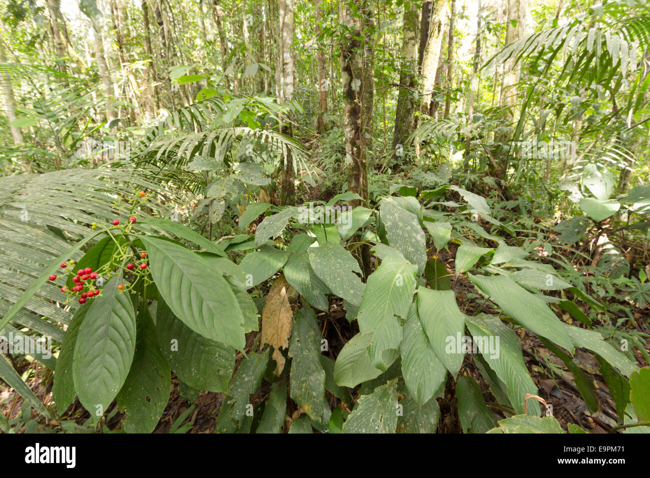 Arbuste de sous-bois avec de petits fruits rouges bien mûrs dans la forêt tropicale en Amazonie équatorienne Banque D'Images