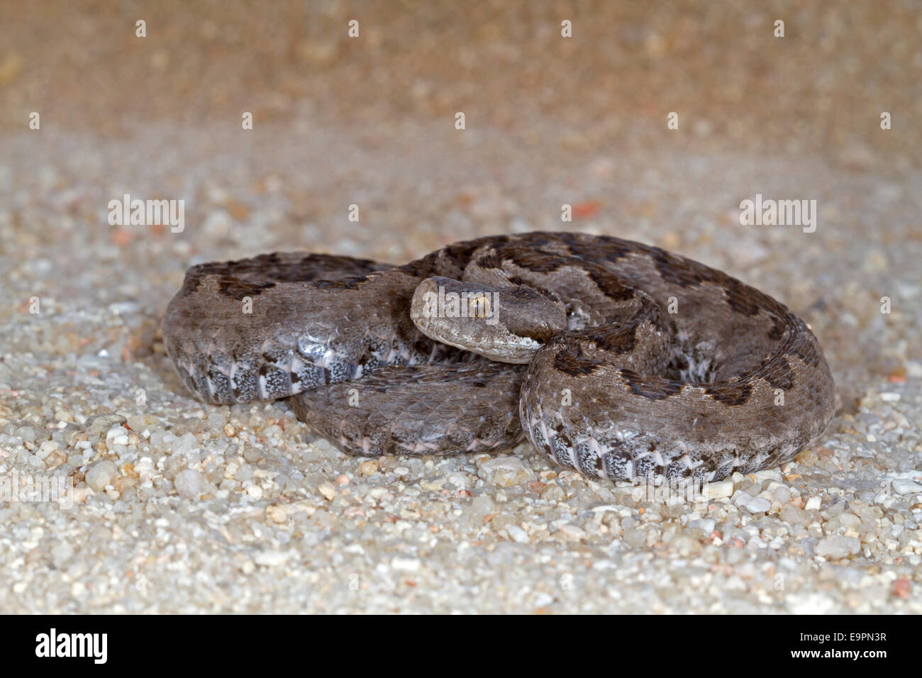 Lataste - Vipera latasti le Viper Banque D'Images