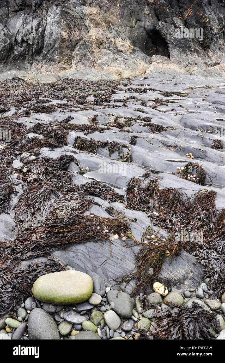 Rippled roches couvertes d'algues et les patelles à Albion House beach de Pembrokeshire. Banque D'Images